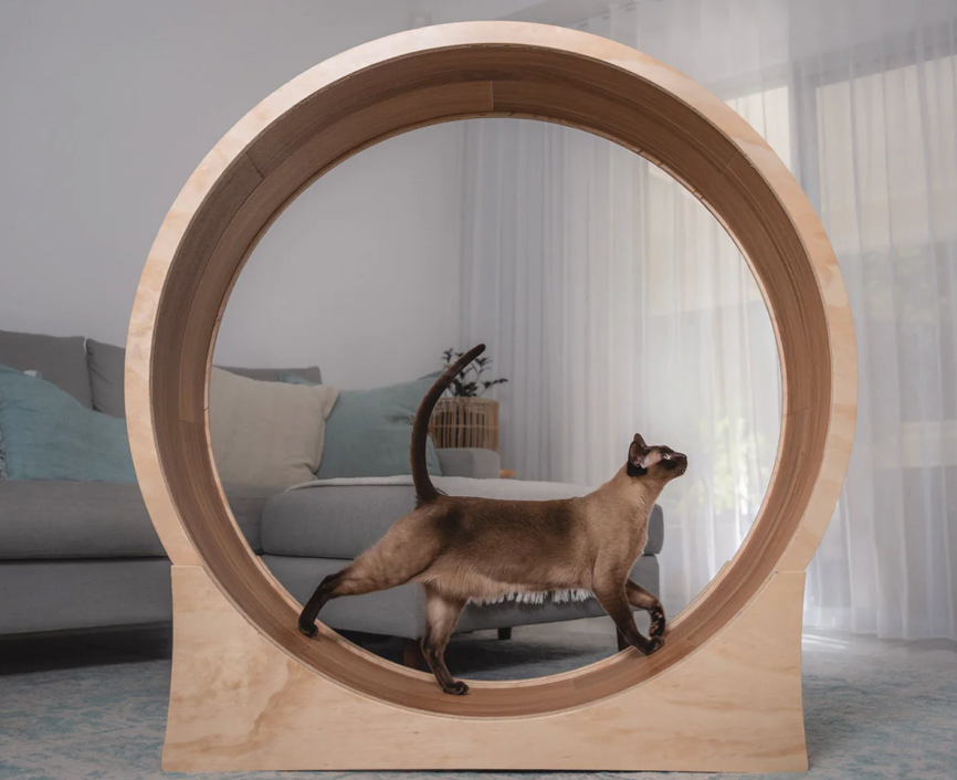 The Purrfect Workout Why Cat Exercise Wheels Are Great for Your Felin Bosscat