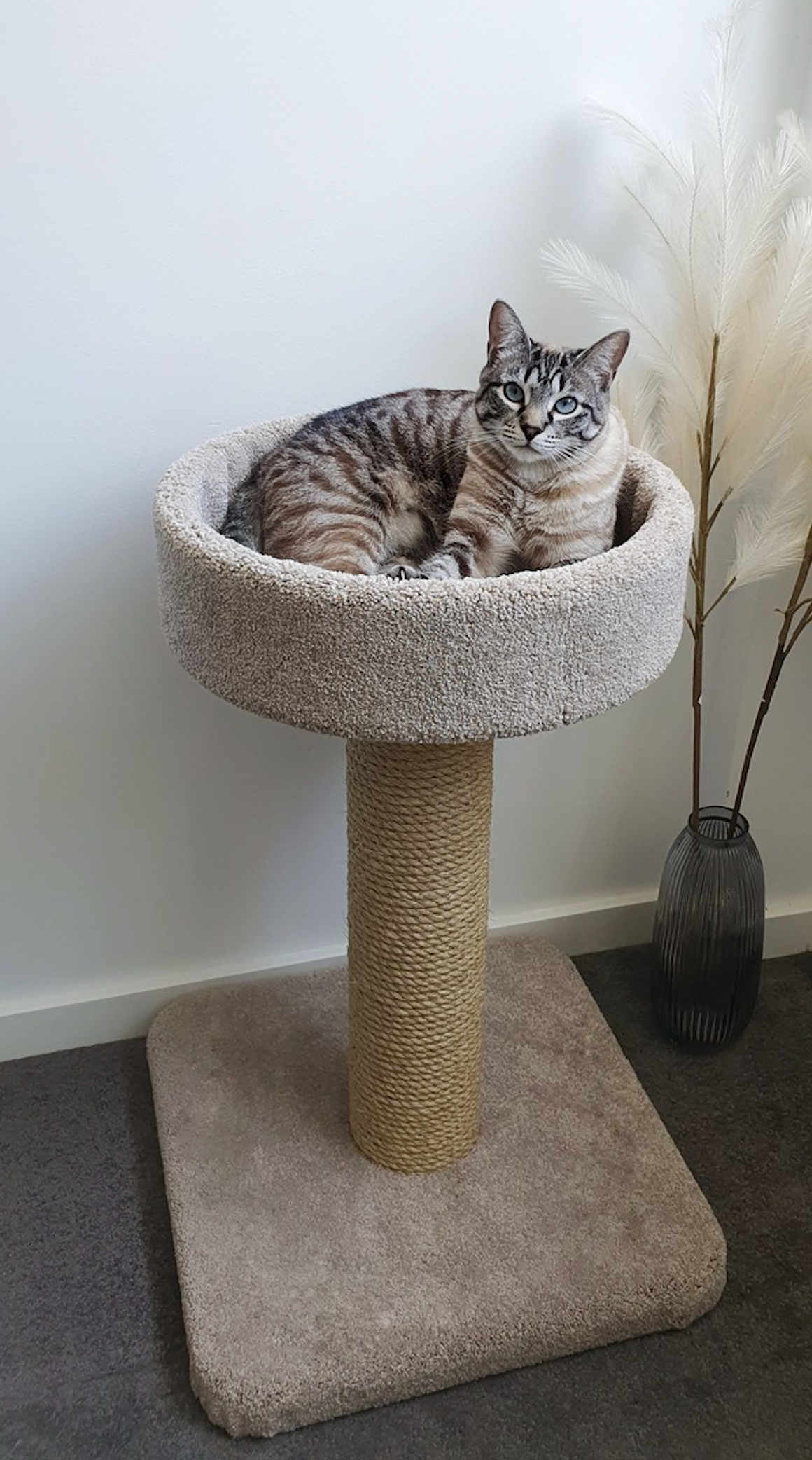 Premium Cat Scratching Post & Bed - Duke