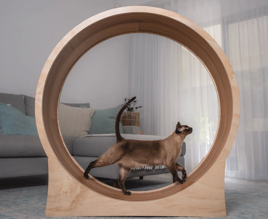 The Purrfect Workout: Why Cat Exercise Wheels Are Great for Your Feline Friend