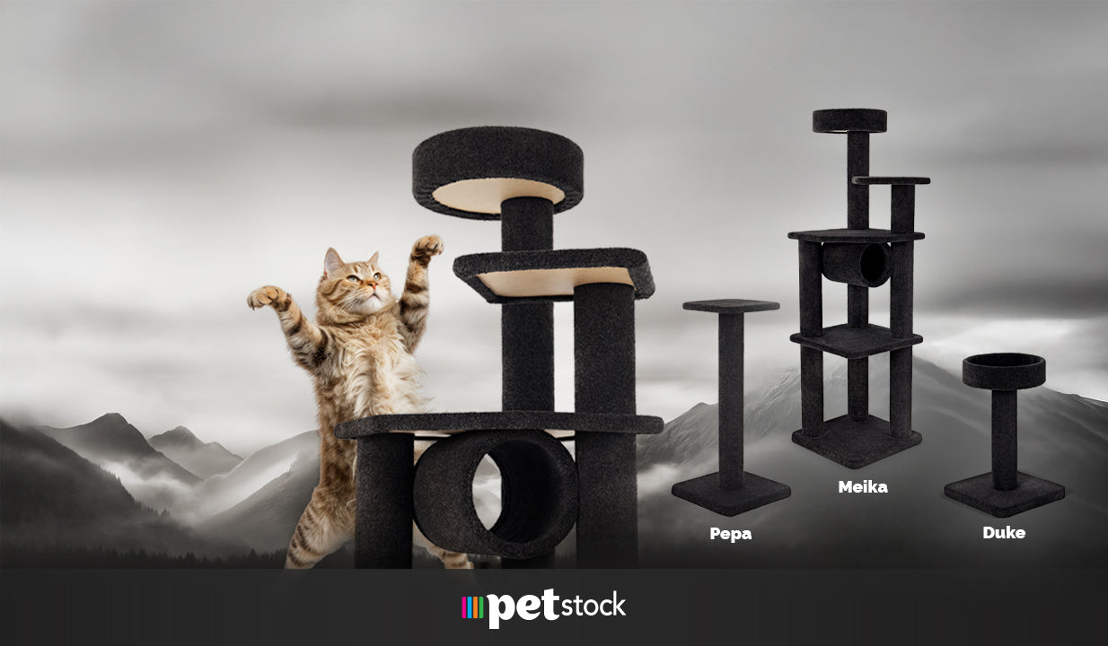 Petstock cat tree hotsell