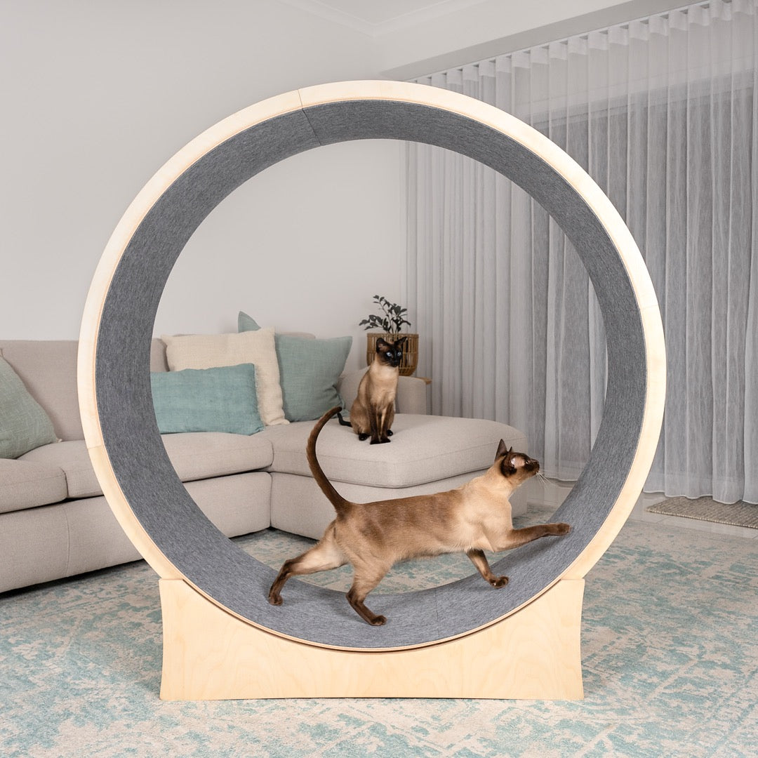 Cat Exercise Wheel