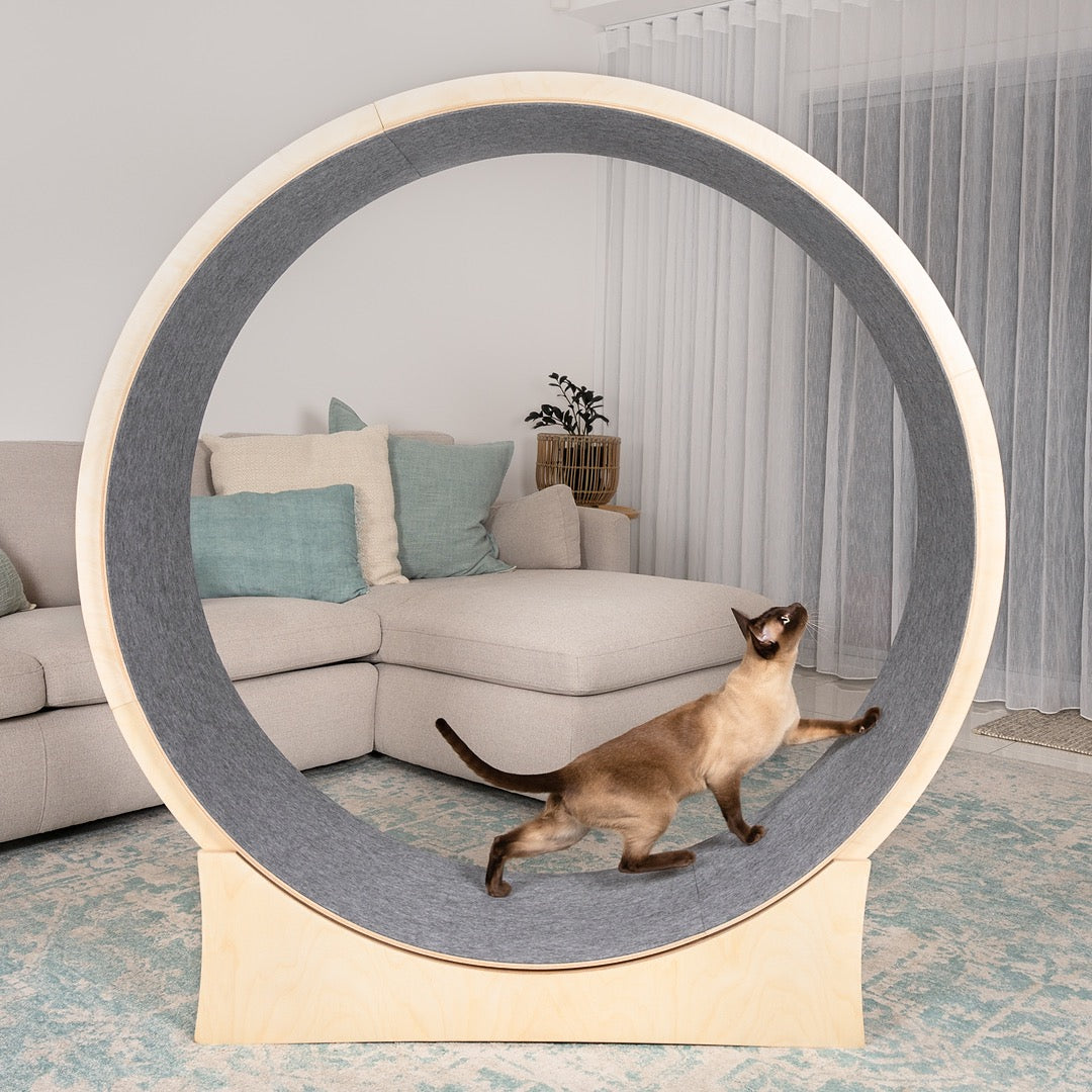 Cat Exercise Wheel