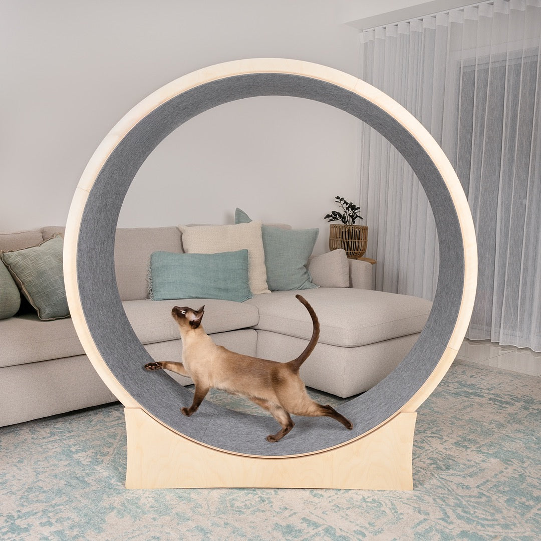 Cat Exercise Wheel